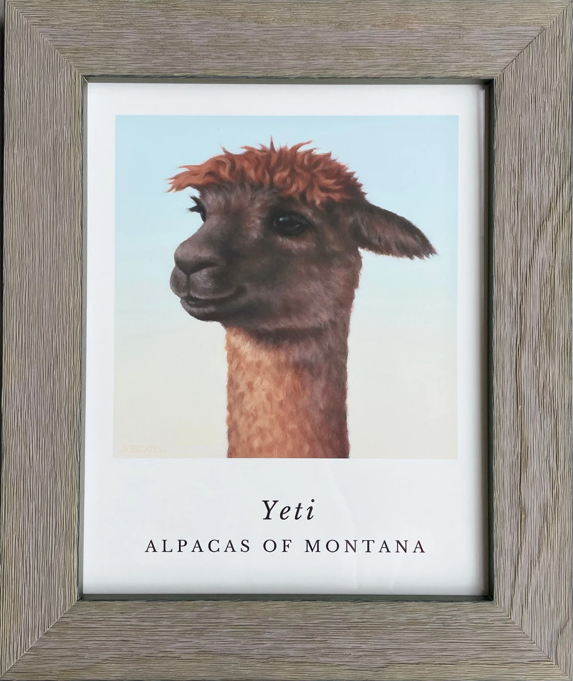 Alpaca Art Prints by Sarah Becktel