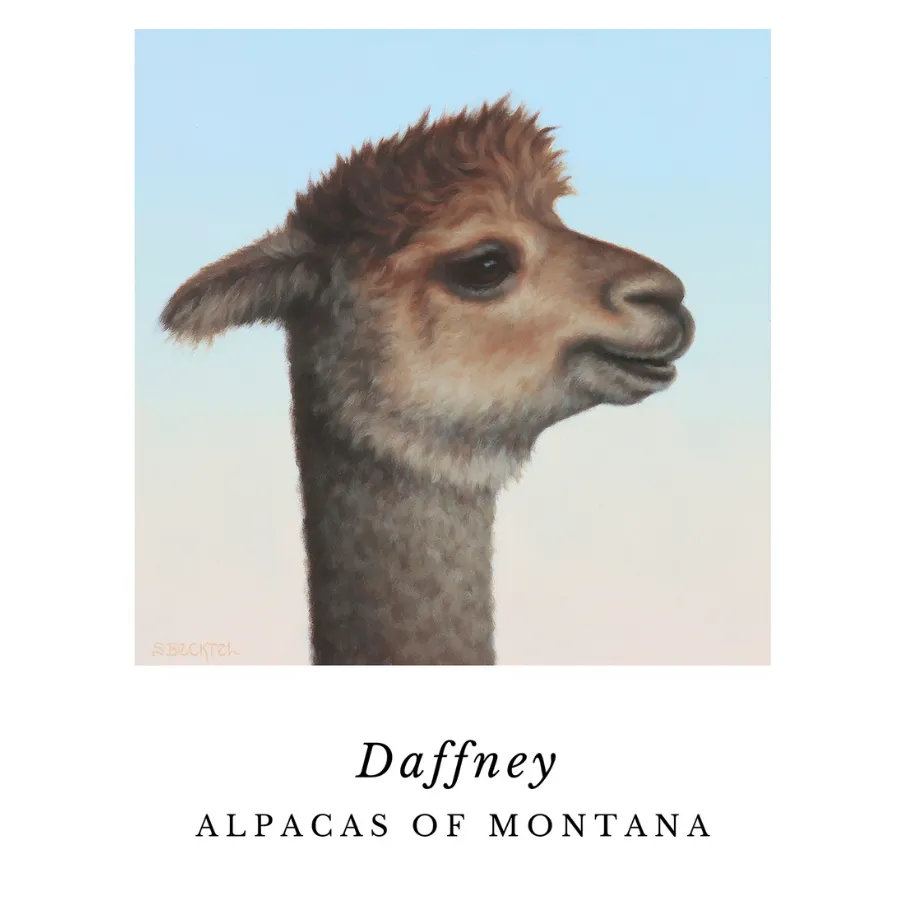 Alpaca Art Prints by Sarah Becktel