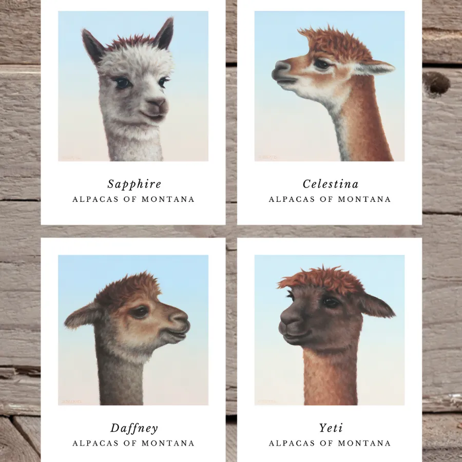 Alpaca Art Prints by Sarah Becktel