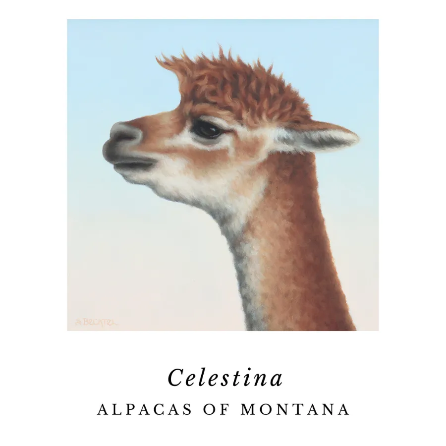 Alpaca Art Prints by Sarah Becktel