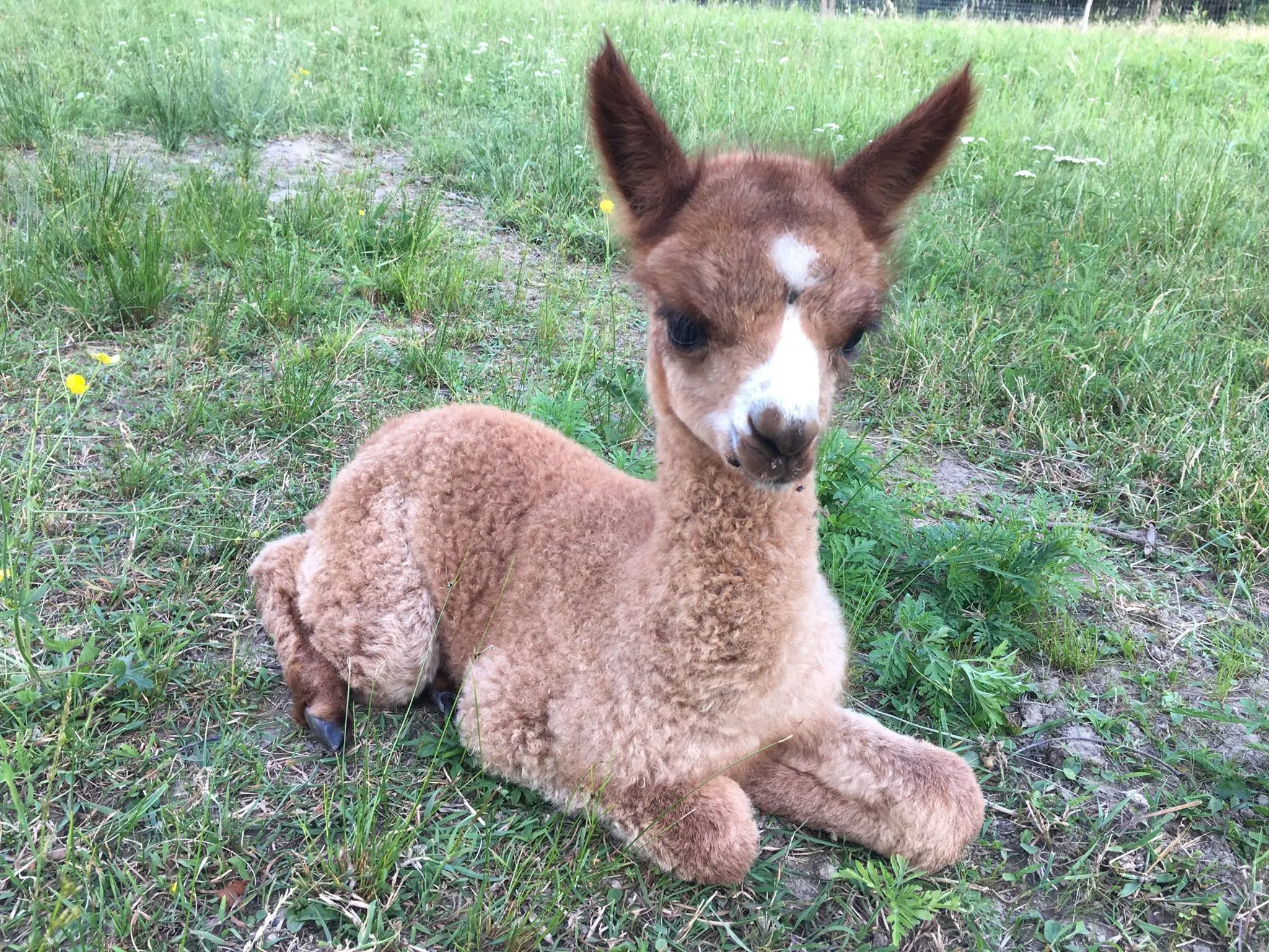 Alpaca Blended Yarn (NY)