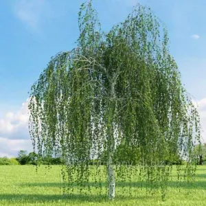 Betula utilis Long Trunk