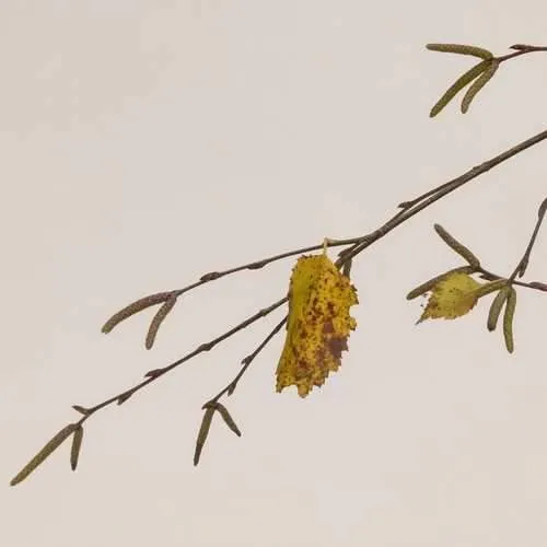 Betula utilis Long Trunk