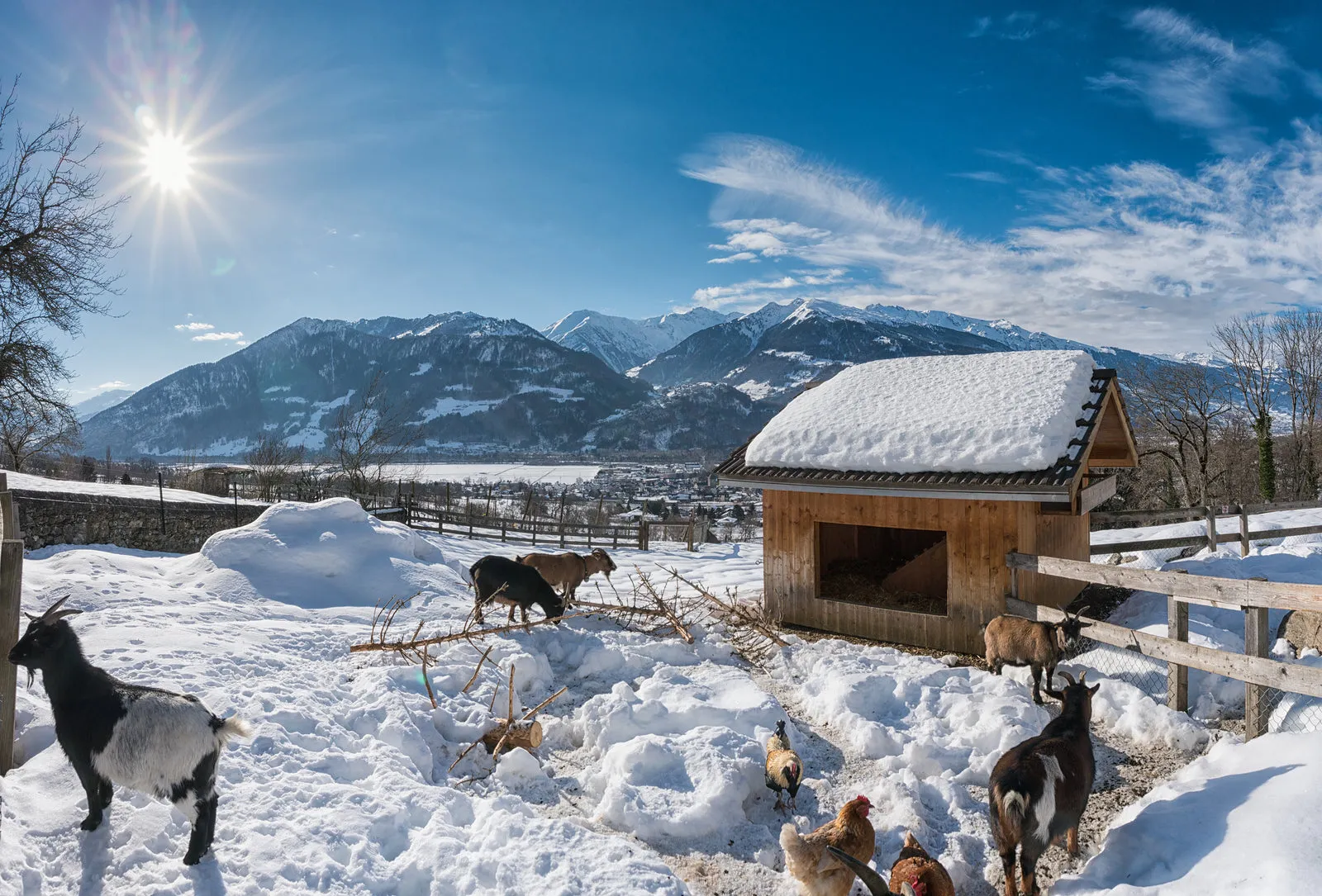 One day of farm animal care