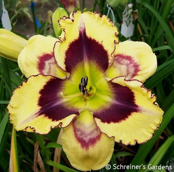 Yo-Yo (Daylily)